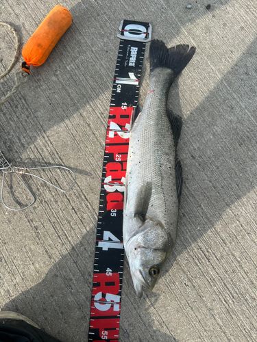 シーバスの釣果