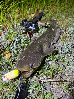 ナマズの釣果