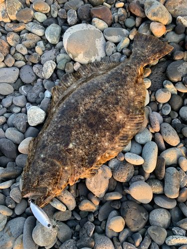 ヒラメの釣果