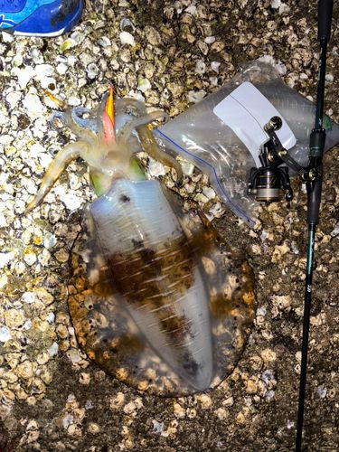 アオリイカの釣果