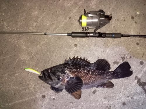 クロソイの釣果