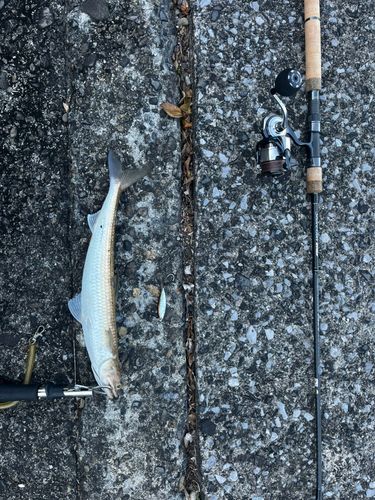 エソの釣果