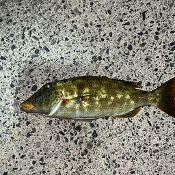 ムネアカクチビ