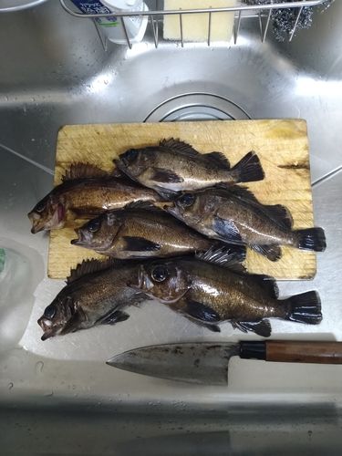 メバルの釣果