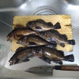 メバル