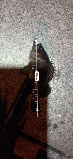 シロメバルの釣果