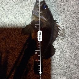 シロメバル