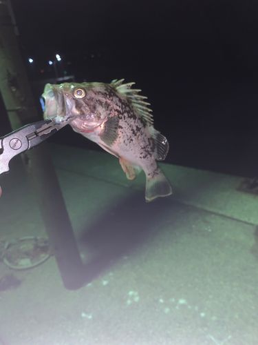 クロソイの釣果