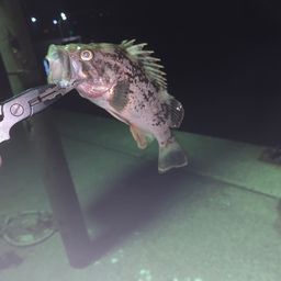 クロソイ