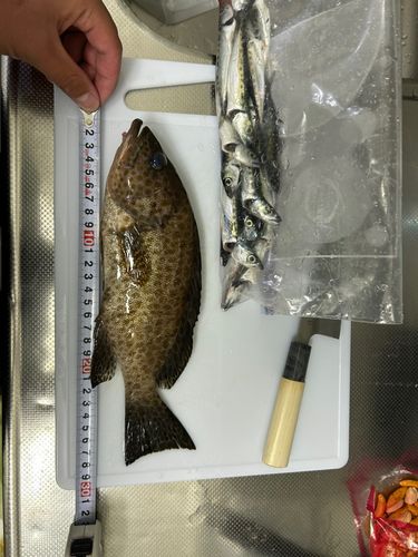 オオモンハタの釣果