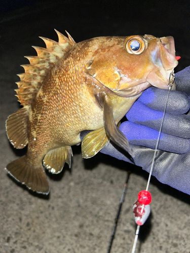 エゾメバルの釣果