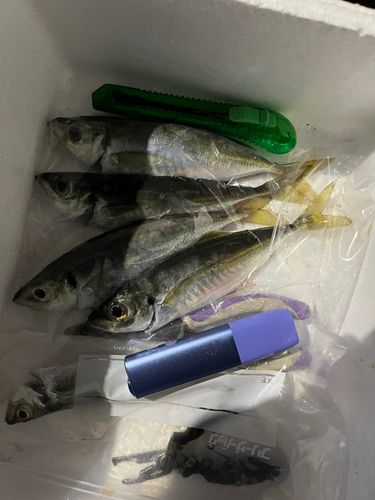 アジの釣果