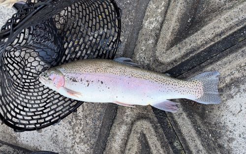 ニジマスの釣果