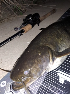 ナマズの釣果