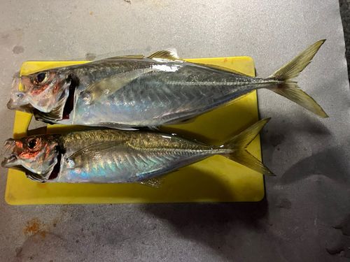 アジ