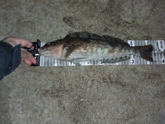 アイナメの釣果