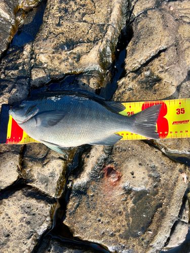 メジナの釣果