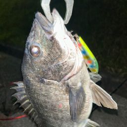 クロダイ