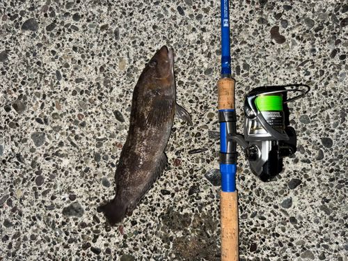 アイナメの釣果