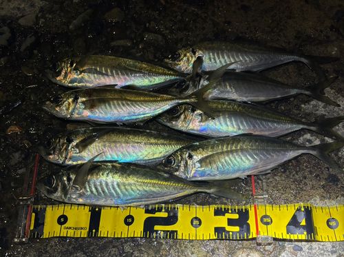 マアジの釣果