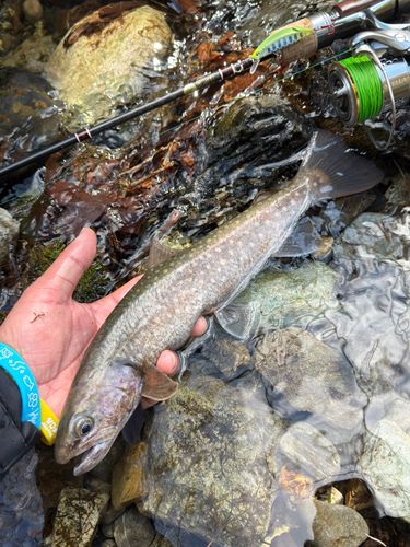 イワナの釣果