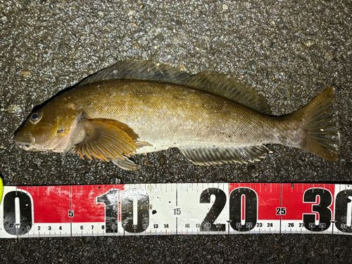 アブラコの釣果