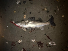 セイゴ（マルスズキ）の釣果