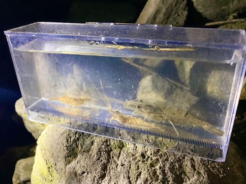 テナガエビの釣果