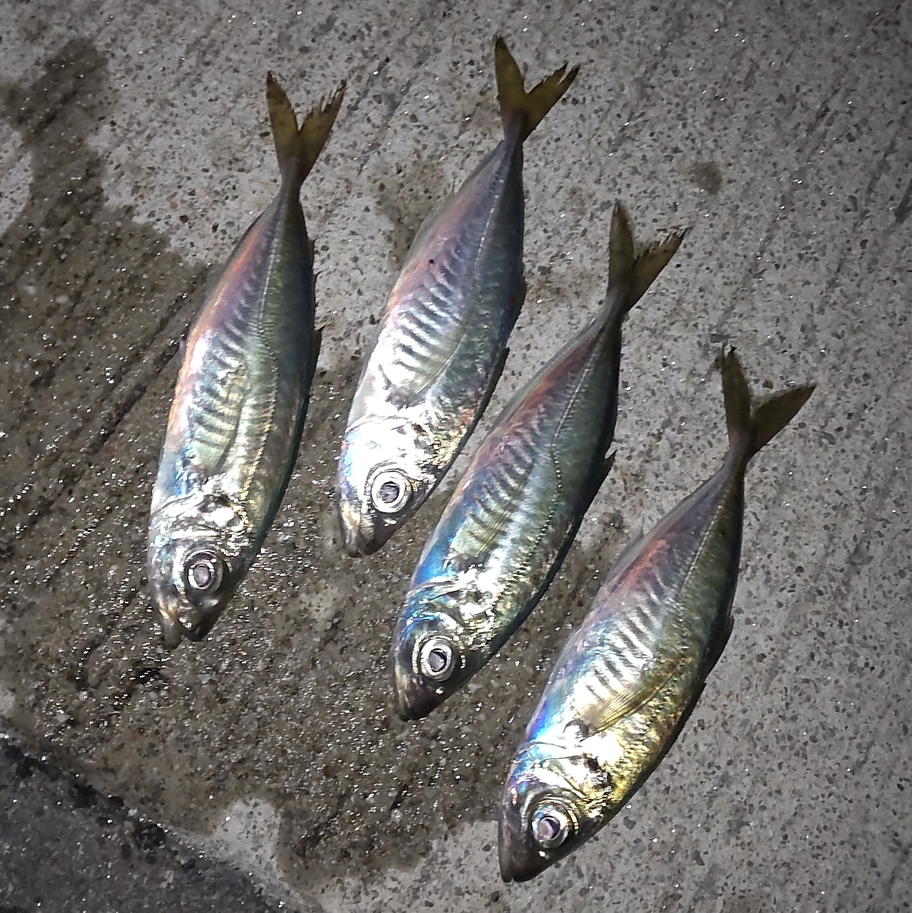 SHIMANO 19ソアレ BB アジング S610L-Sの最安値・インプレ・釣果