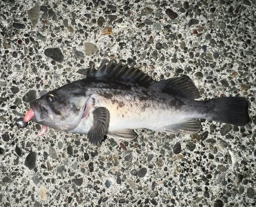 クロソイの釣果