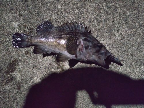 釣果