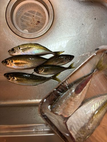 アジ