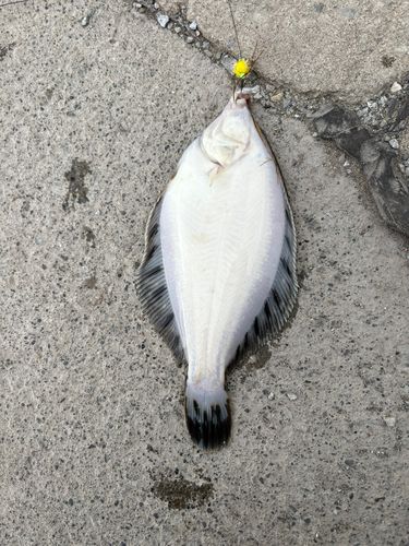 クロガレイの釣果