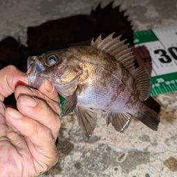 メバル