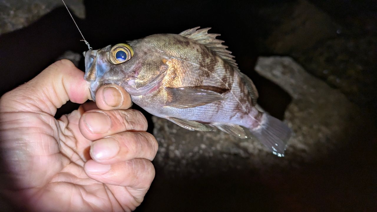 メバル