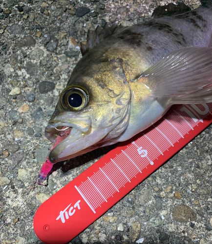 シロメバルの釣果