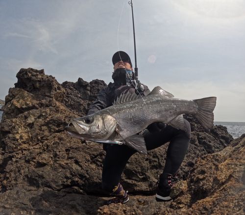 ヒラスズキの釣果