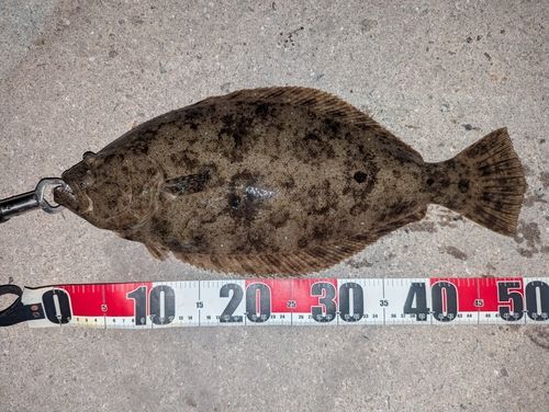 ヒラメの釣果