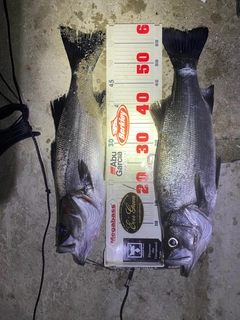 ヒラスズキの釣果