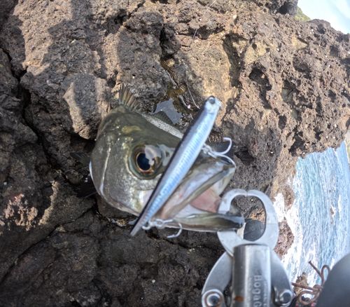 ヒラスズキの釣果