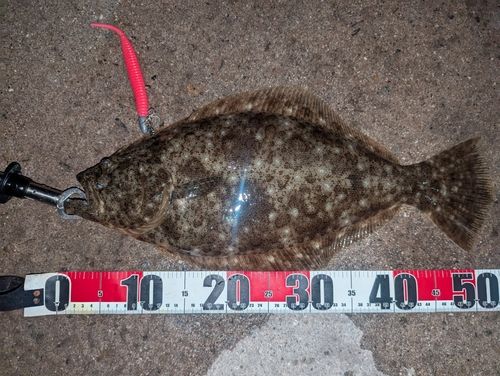 ヒラメの釣果