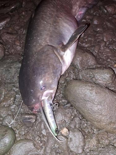 ナマズの釣果