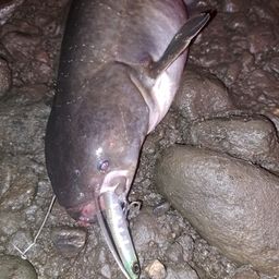 ナマズ