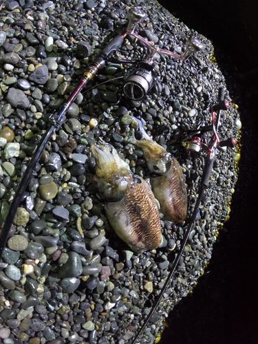 コウイカの釣果