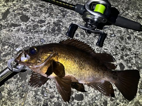 メバルの釣果