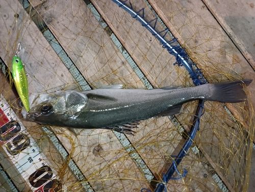 シーバスの釣果