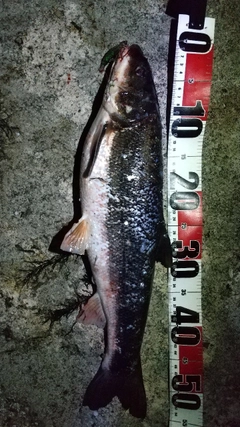 マルタウグイの釣果