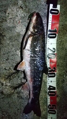 マルタウグイの釣果