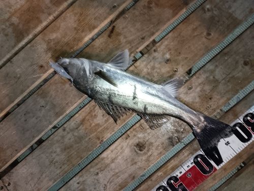シーバスの釣果