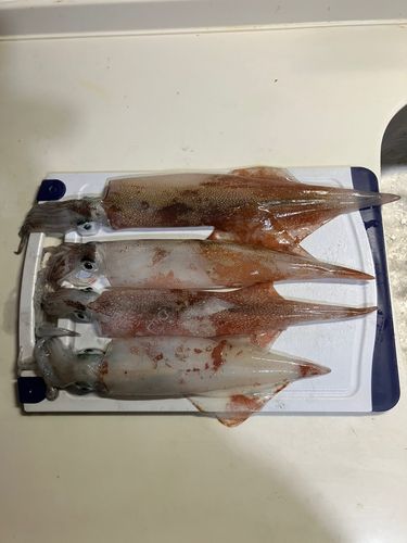 ヤリイカの釣果